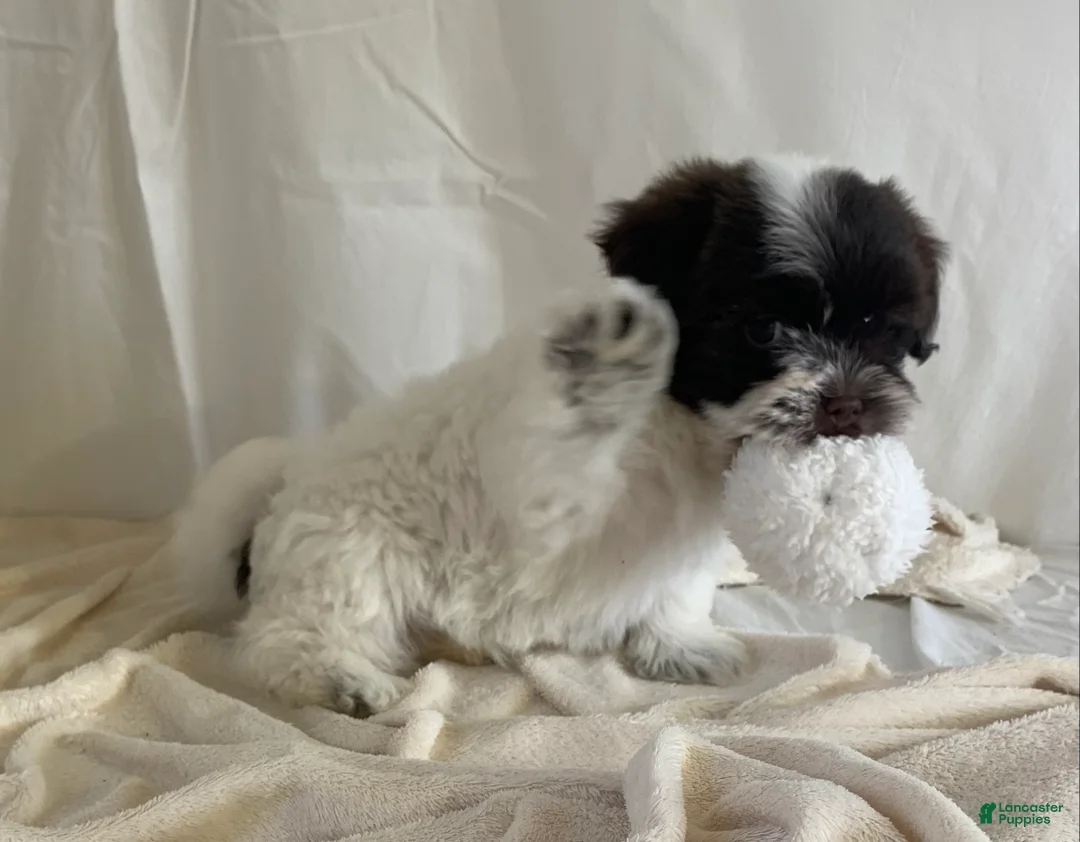 Havanese dogs for sale: Chloe Havanese Puppy  - Ad 2