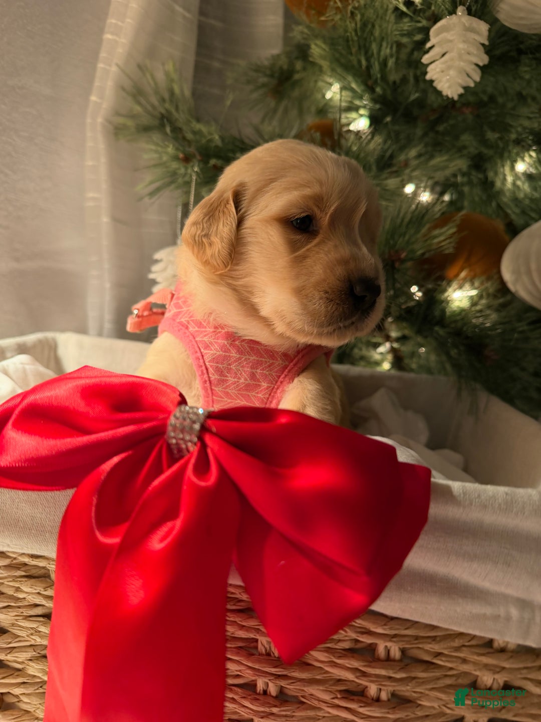 Golden Retriever dogs for sale: Lady - Ad 2