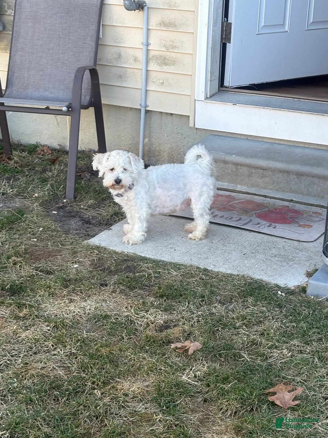 Maltipoo dogs for sale: Maltipoo Puppy 3 - Ad 3