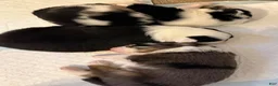 Australian Shepherd dogs for sale: Chaos - Ad 2