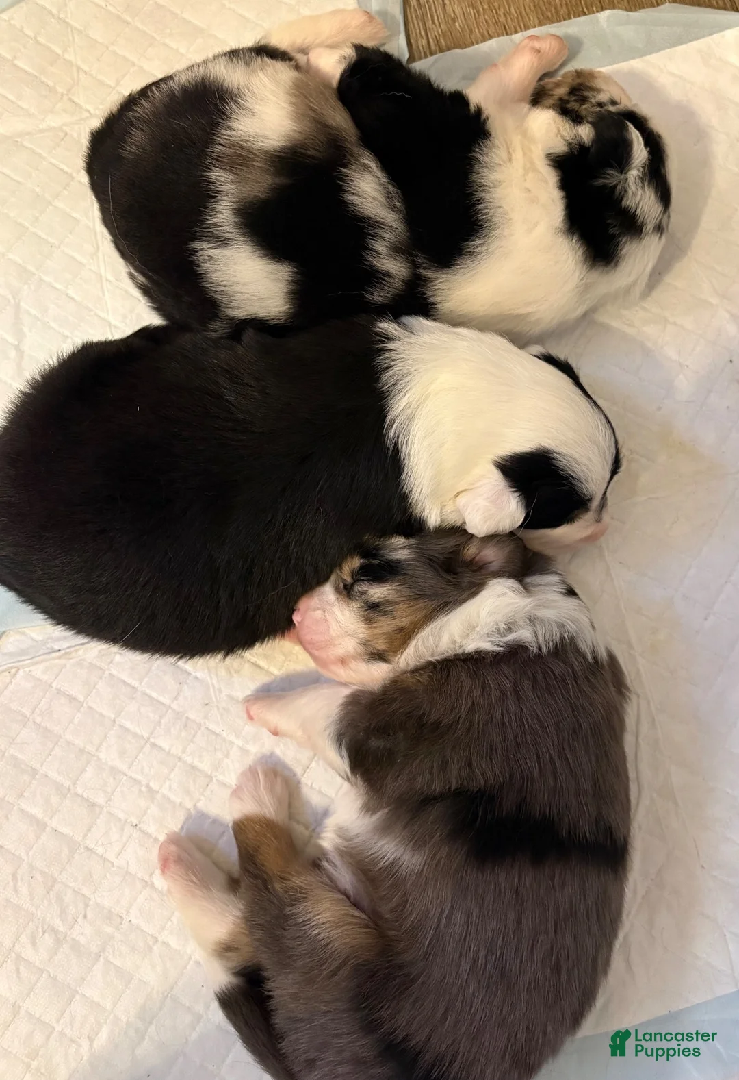 Australian Shepherd dogs for sale: Chaos - Ad 2