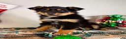 Australian Shepherd dogs for sale: Angel - Ad 3