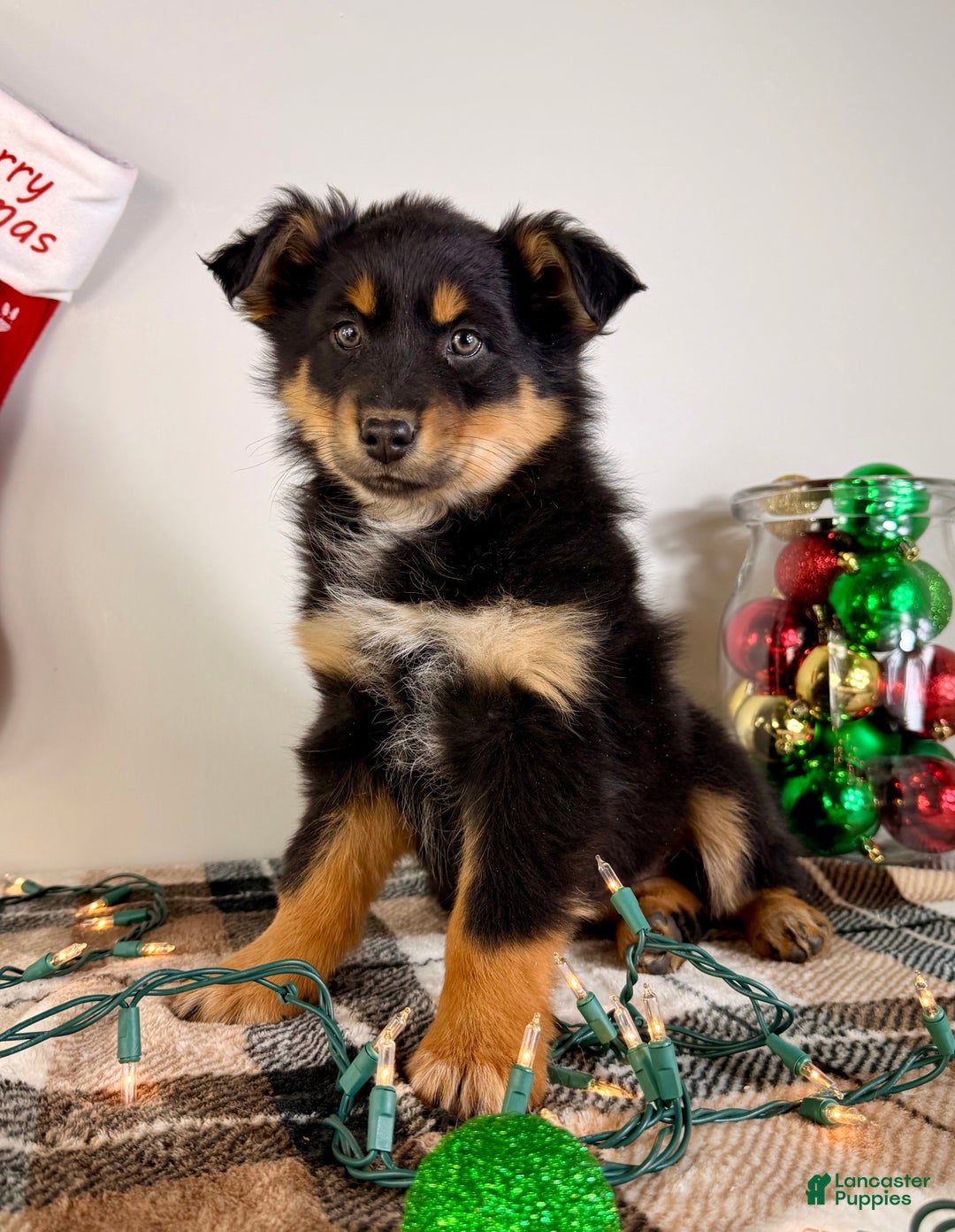 Australian Shepherd dogs for sale: Angel - Ad 3