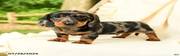 Miniature Dachshund dogs for sale: Dennis - Ad 5