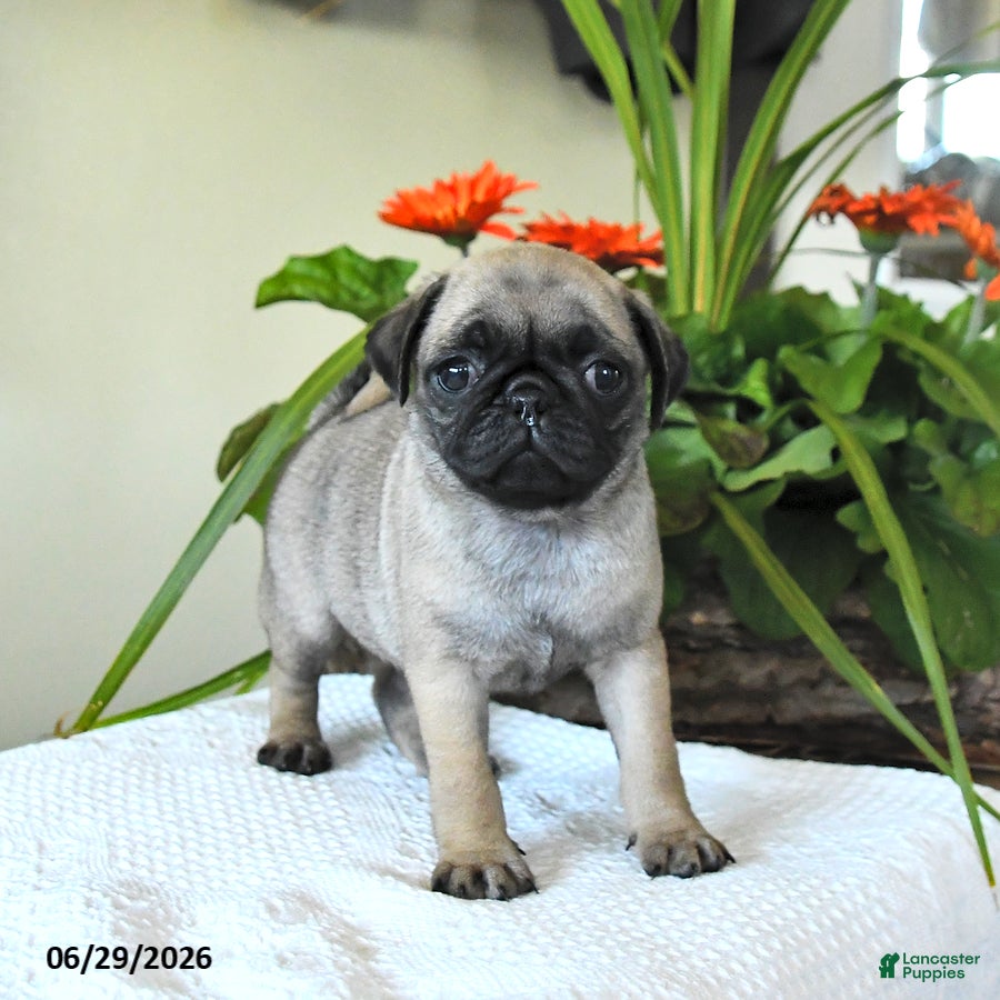 Pug dogs Tanya - Ad 2