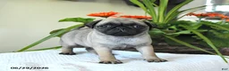 Pug dogs for sale: Tanya - Ad 4
