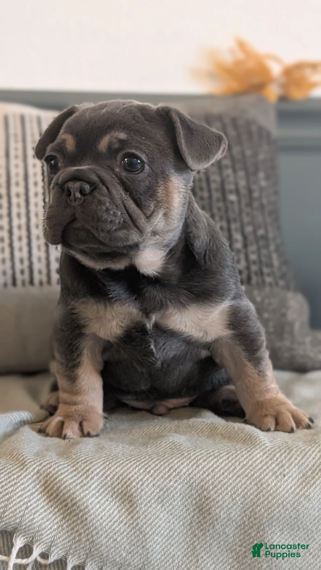 French Bulldog dogs for sale: Riley - Ad 3