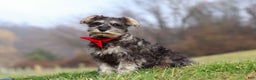 Miniature Schnauzer dogs for sale: Millie - Ad 4
