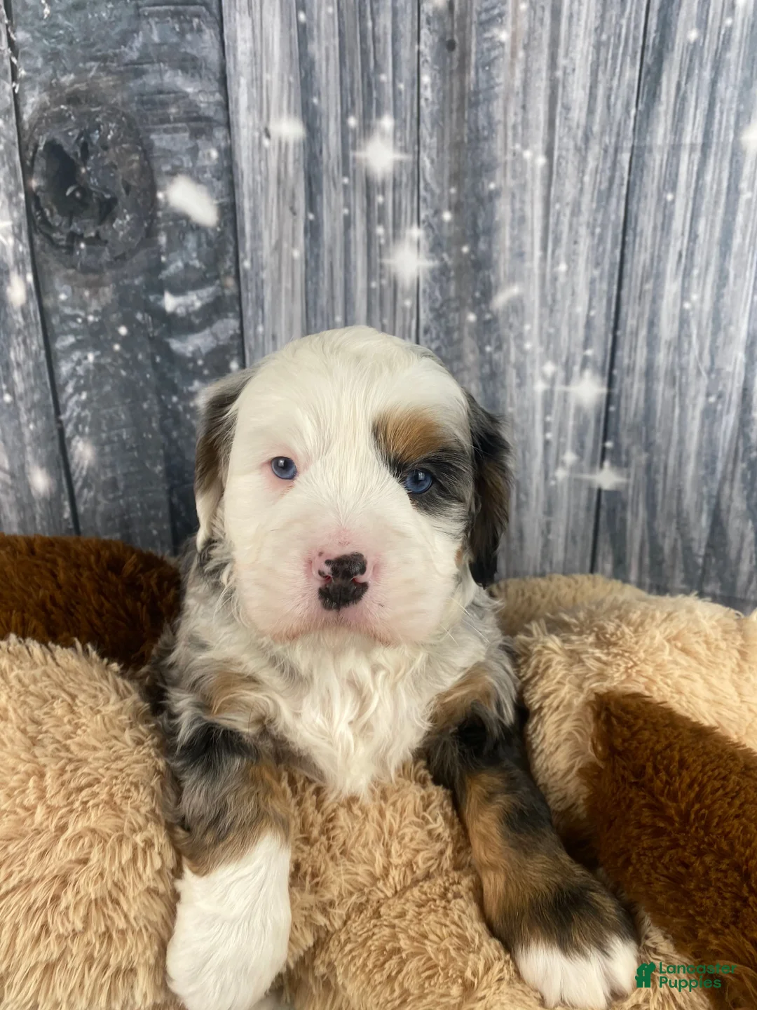 Mixed Breed dogs for sale: Rubio - Ad 6