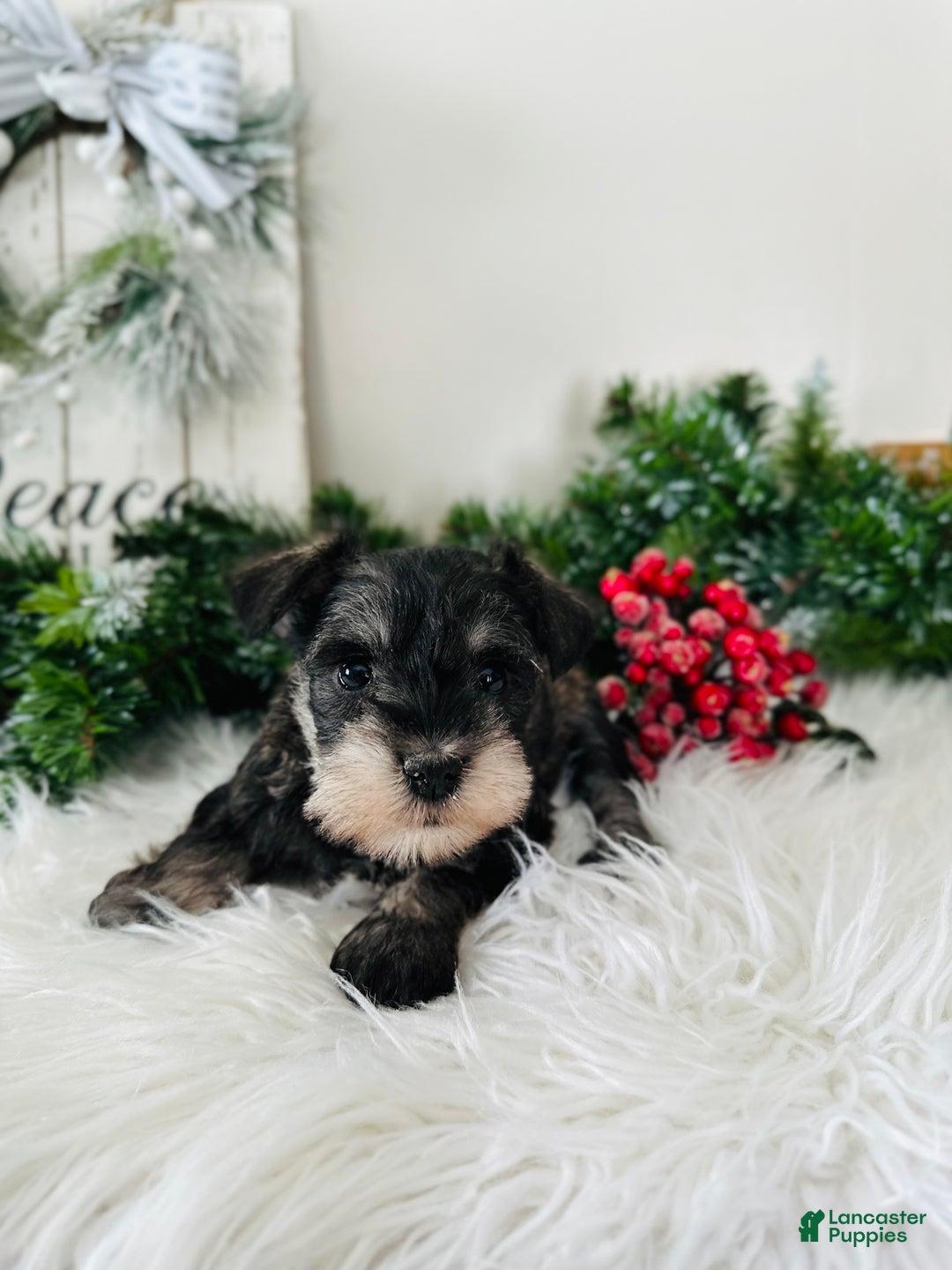 Miniature Schnauzer dogs for sale: Indy - Ad 14