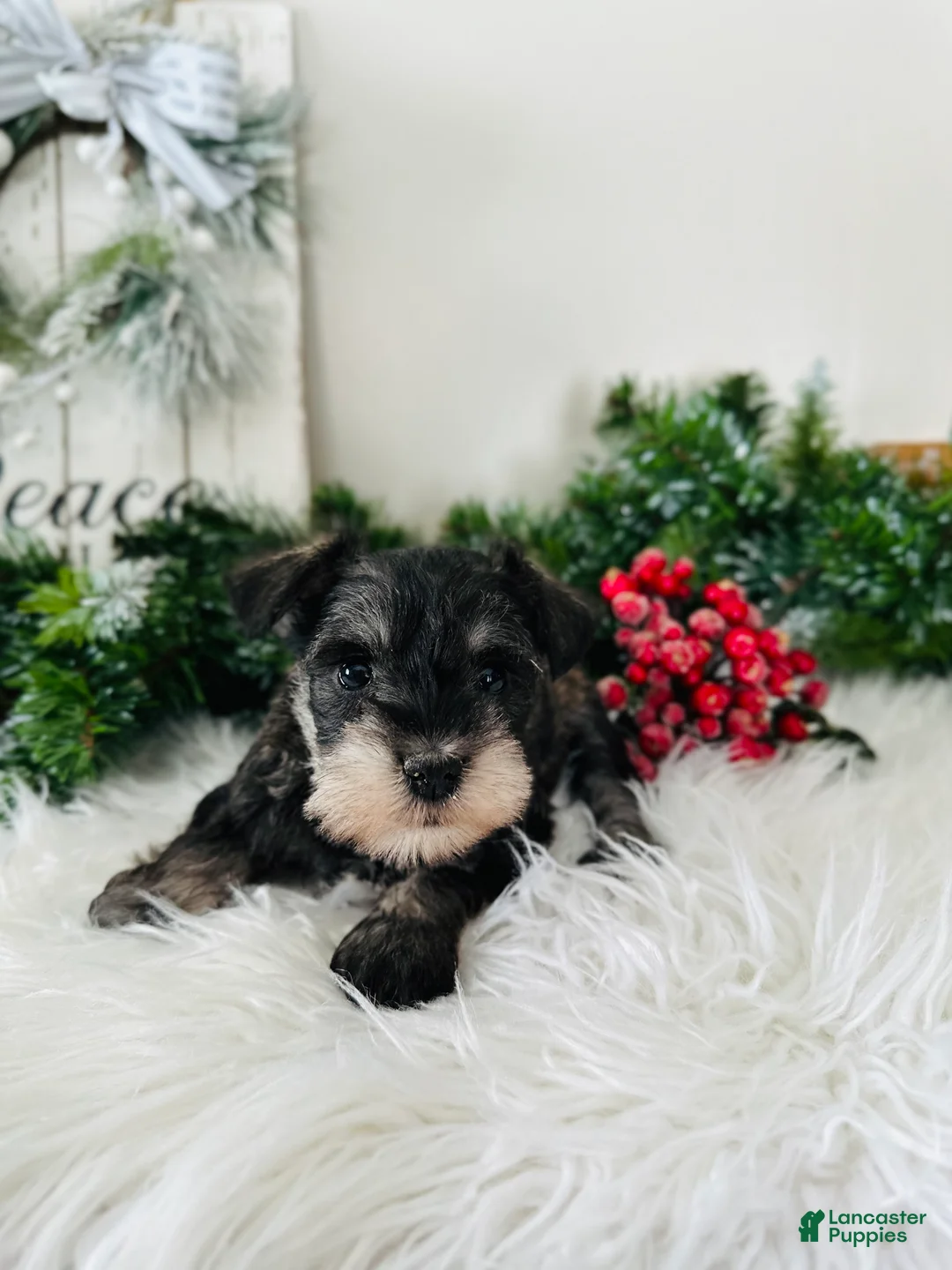Miniature Schnauzer dogs for sale: Indy - Ad 14