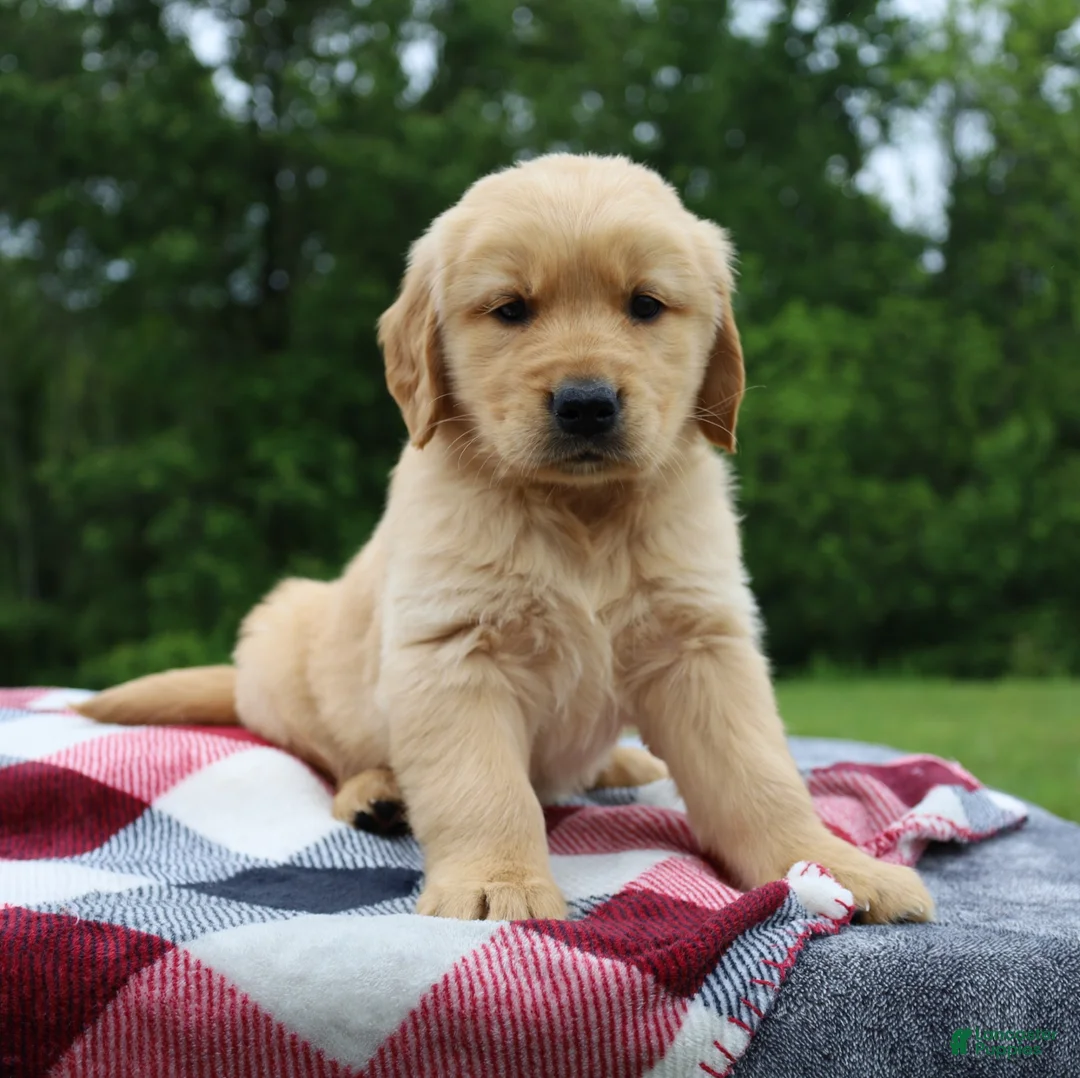 Golden Retriever dogs for sale: Duke - Ad 2
