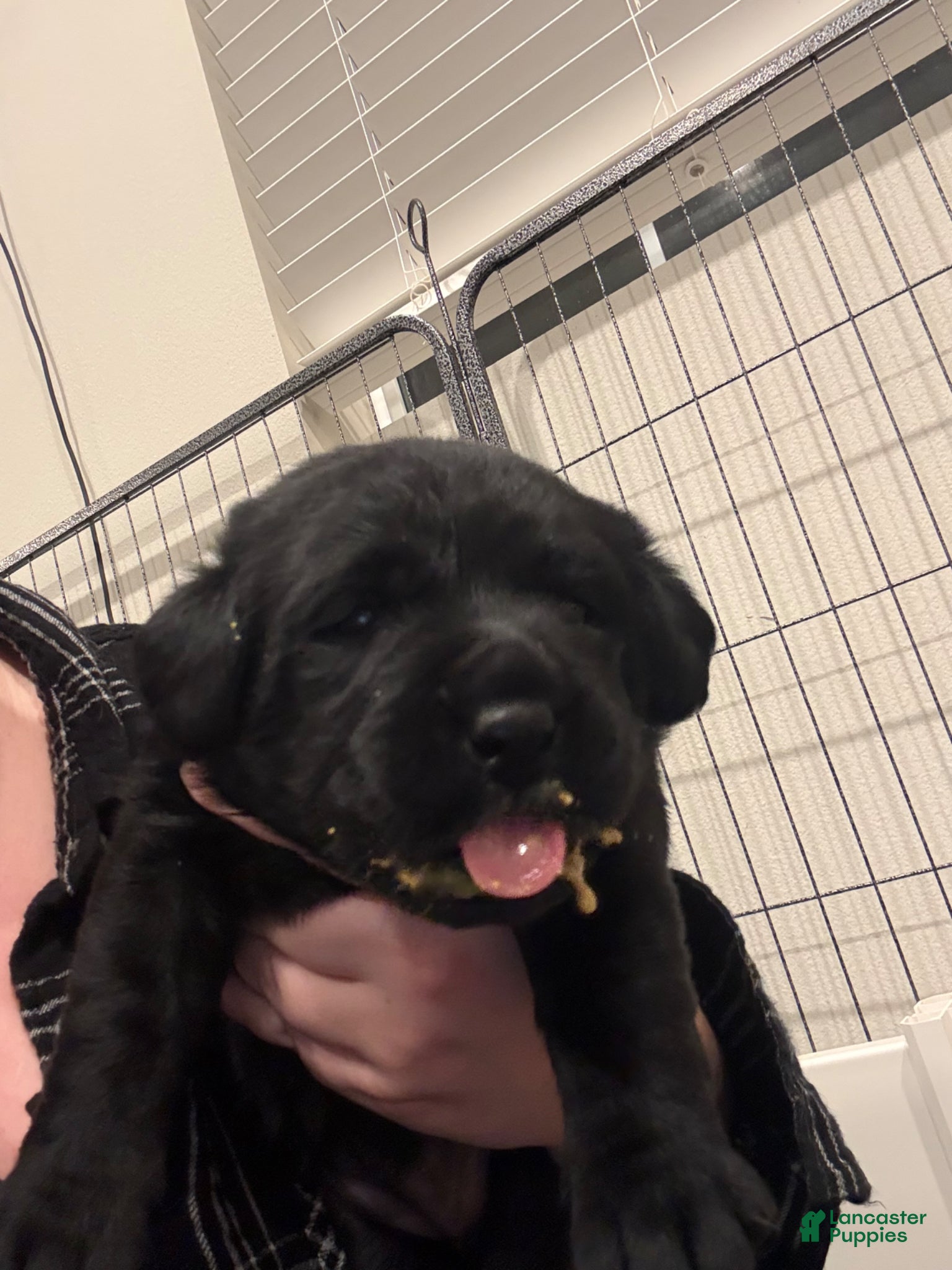 Labrador Retriever dogs Pink collar girl - Ad 5