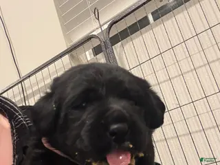 Labrador Retriever dogs Pink collar girl - Ad 5