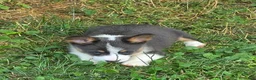 Welsh Corgi Pembroke dogs for sale: Larry the low rider - Ad 7