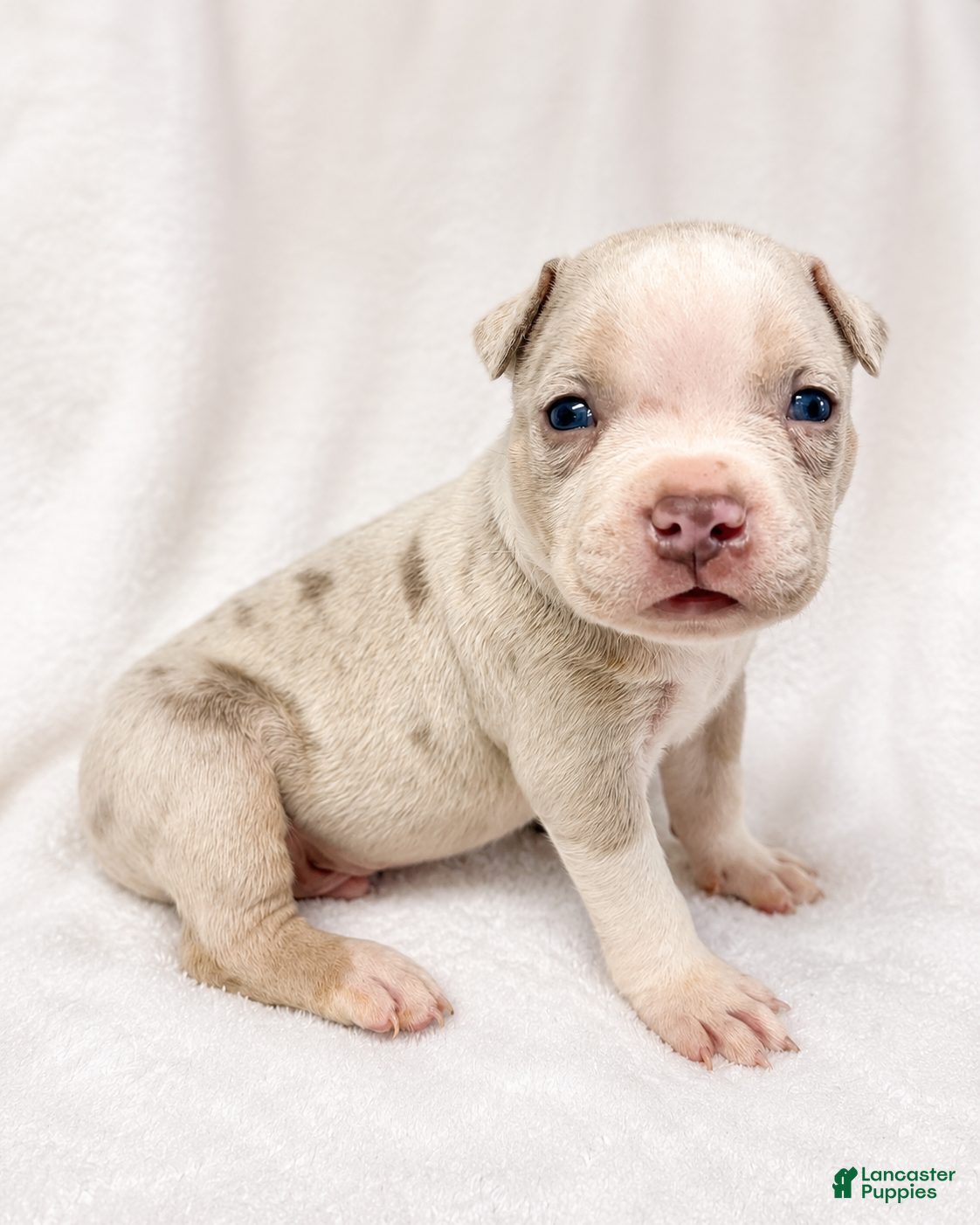 American Bully dogs for sale: Mixed Breed Puppy 4 - Ad 2
