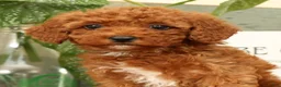 Miniature Poodle dogs for sale: Ava - Ad 9