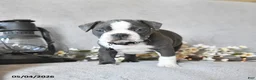 Boston Terrier dogs for sale: Kingston - Ad 3