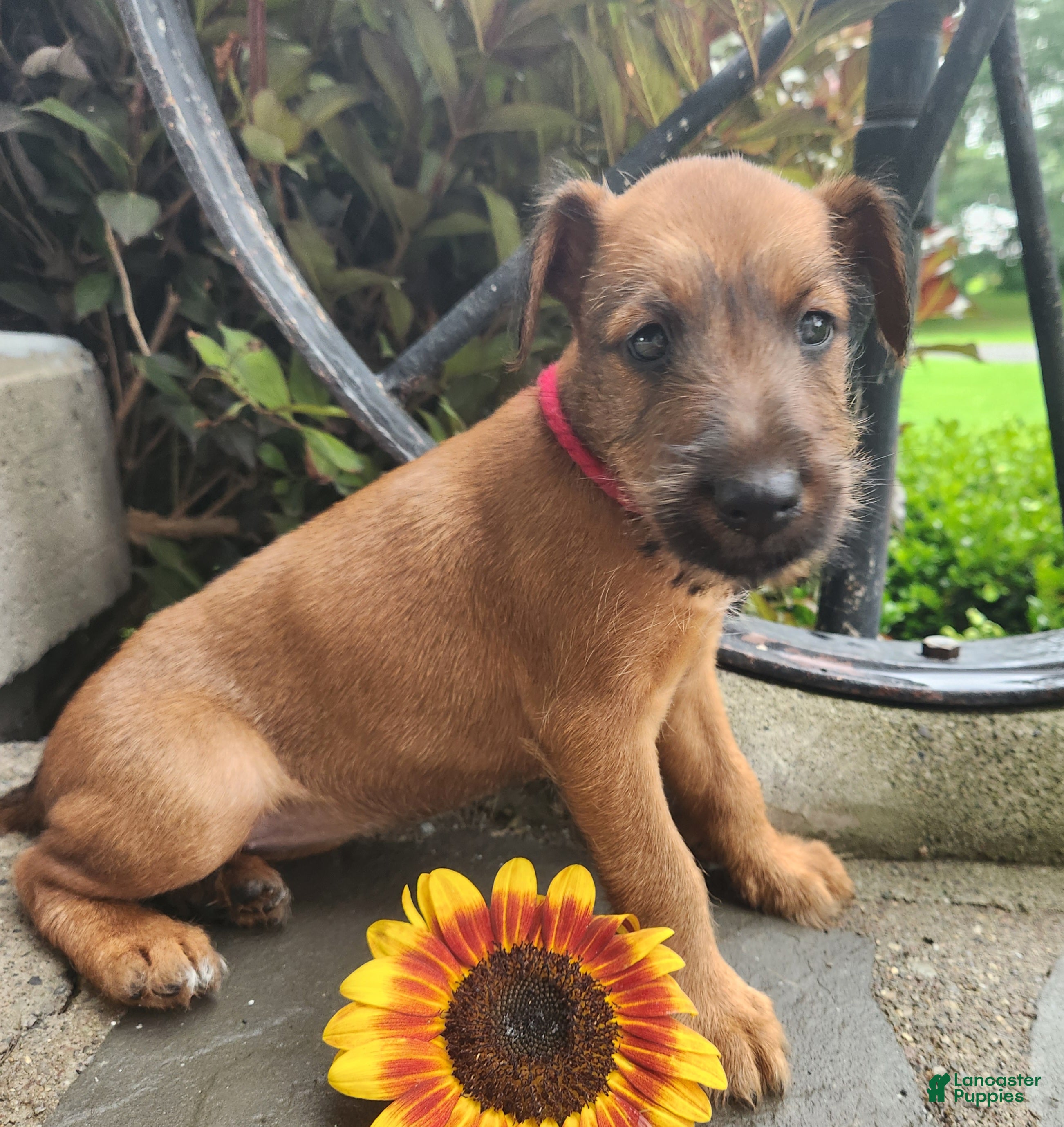 Irish Terrier dogs Ripley - Ad 1