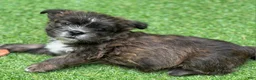 Mixed Breed dogs for sale: Chewy - Ad 3