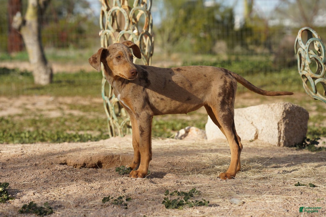 Mixed Breed dogs for sale: Lilac Fawn Merle F1 RT - Ad 32