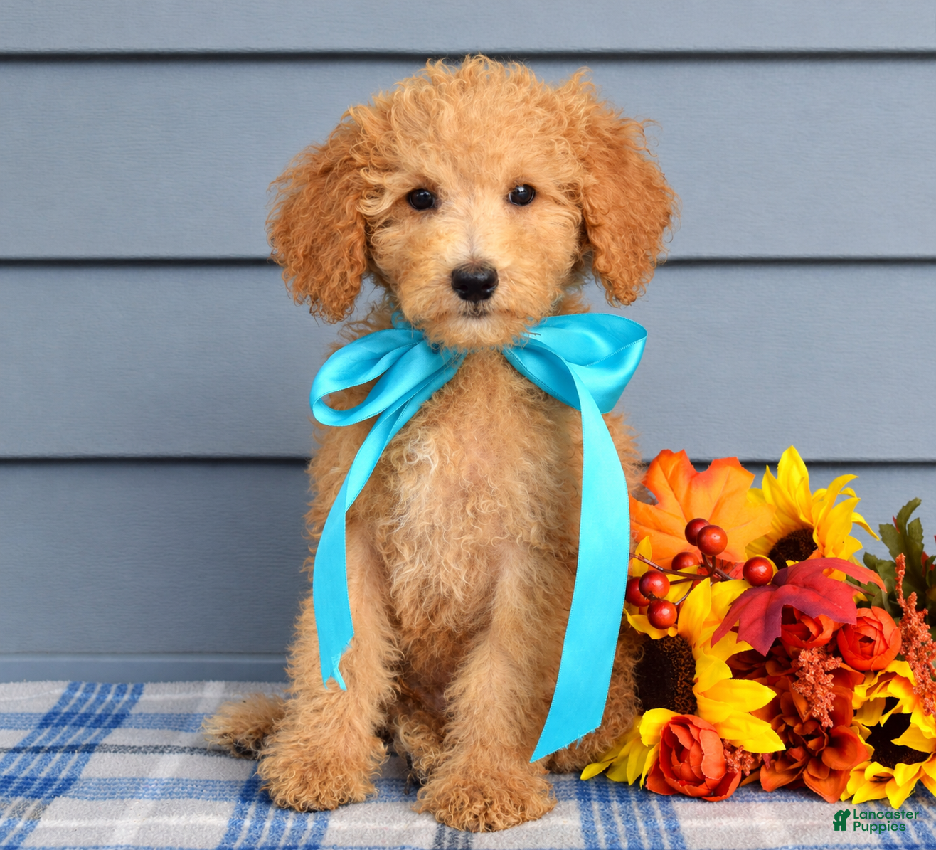 Goldendoodle dogs Odie - Ad 1