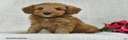 Mini Goldendoodle dogs for sale: Jared - Ad 5