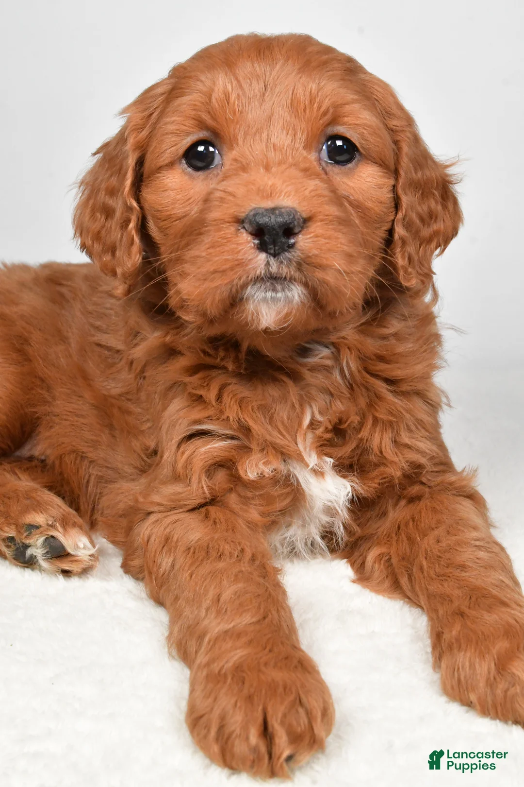 Mini Goldendoodle dogs for sale: Bailey - Ad 12