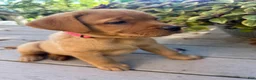 Labrador Retriever dogs for sale: Lucy - Ad 1