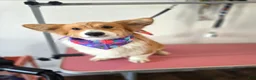 Mixed Breed dogs for sale: Female 1 - Ad 5