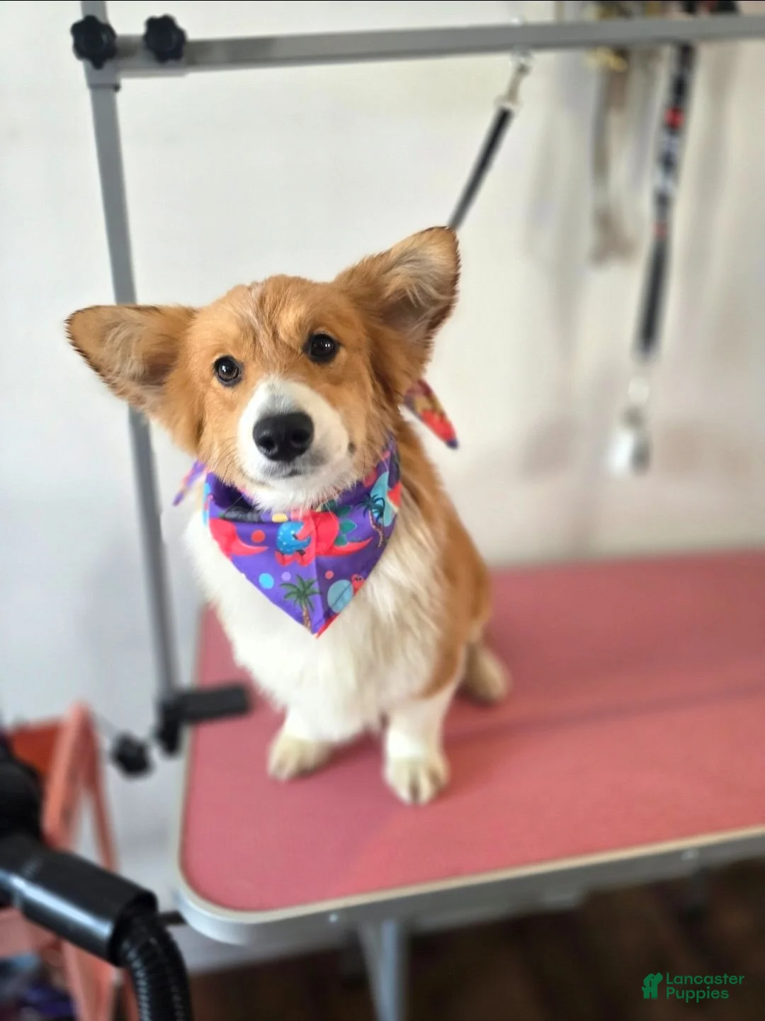 Mixed Breed dogs for sale: Female 1 - Ad 5