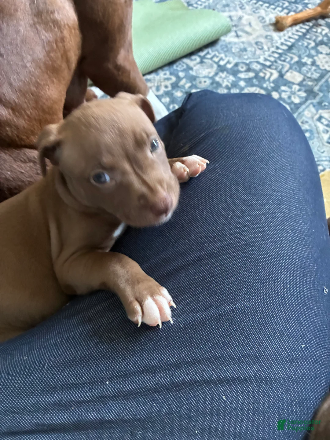 Mixed Breed dogs for sale: Meet Coco! 🐾 - Ad 2