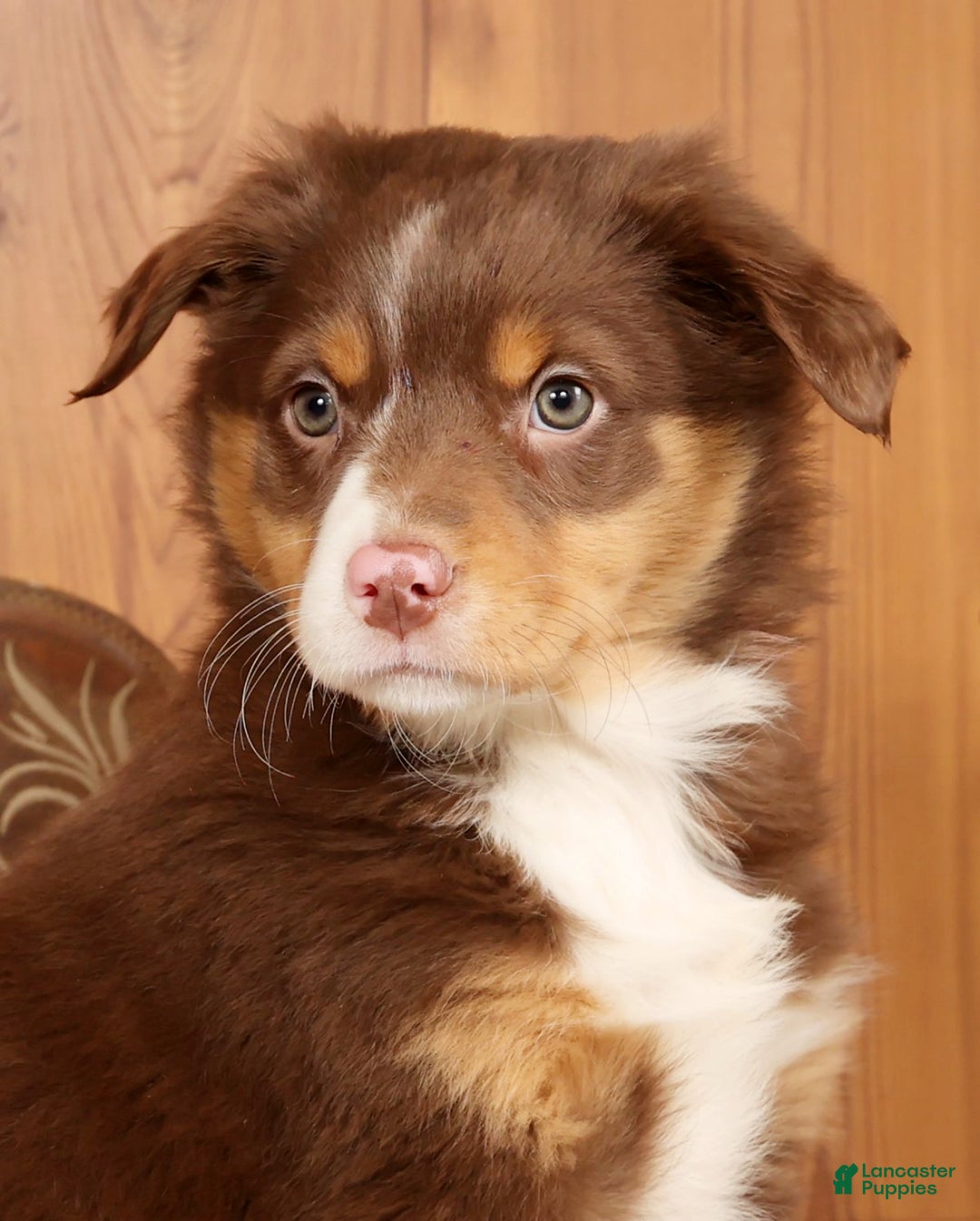 Australian Shepherd dogs for sale: Bella - Ad 9
