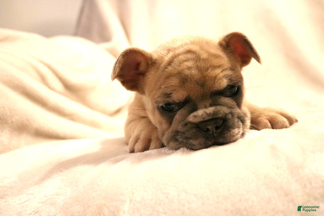French Bulldog dogs for sale: Moose - Ad 10