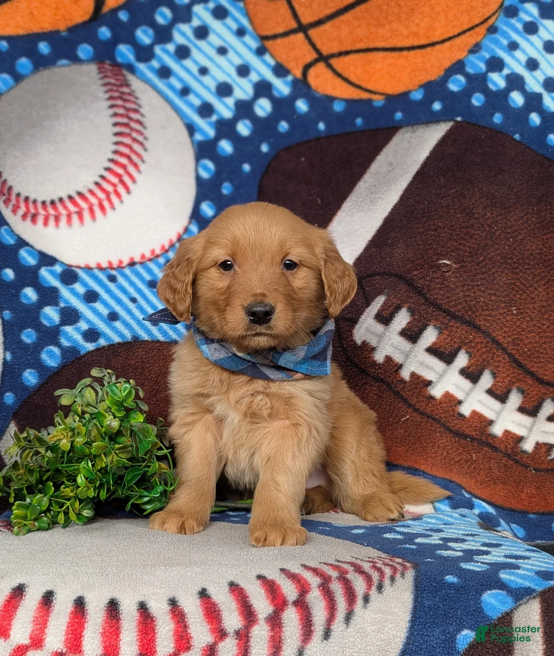 Golden Retriever dogs for sale: Flynn - Ad 1