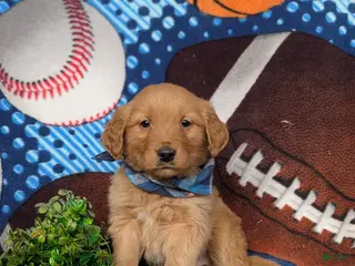 Golden Retriever dogs for sale: Flynn - Ad 1