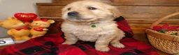 Golden Retriever dogs for sale: Golden Retriever Puppy 5 Drew - Ad 3