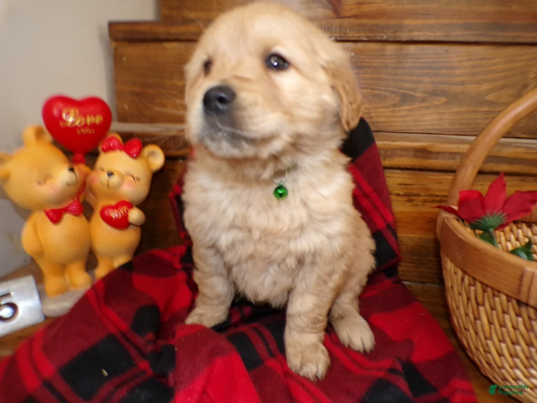 Golden Retriever dogs for sale: Golden Retriever Puppy 5 Drew - Ad 3