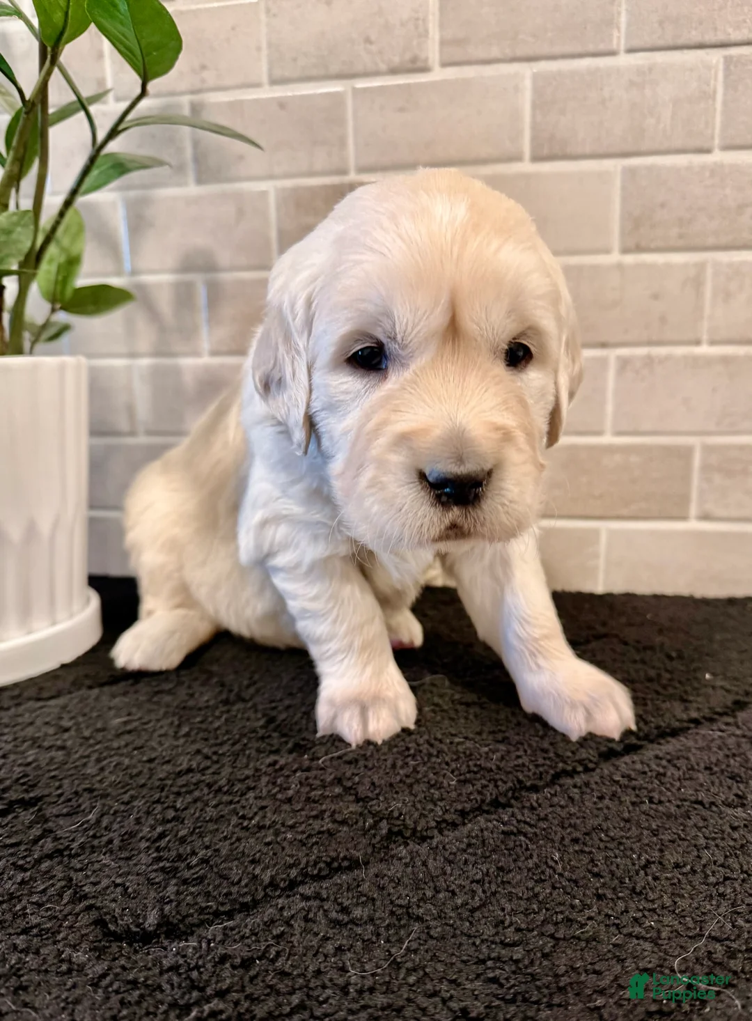 Golden Retriever dogs for sale: Luna - Ad 2
