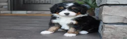 Mini Bernedoodle dogs for sale: Cody - Ad 9