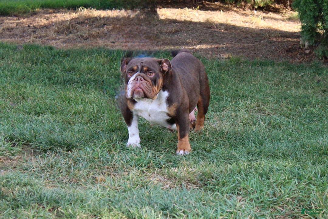 English Bulldog dogs for sale: English Bulldog Puppy 2 - Ad 10