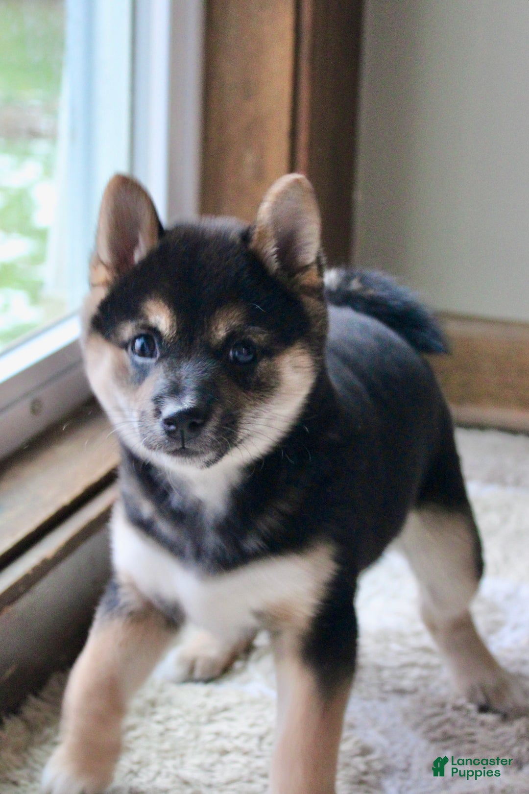 Shiba Inu dogs for sale: Shelby - Ad 1