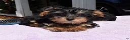Yorkiepoo dogs for sale: Sapphire  - Ad 5