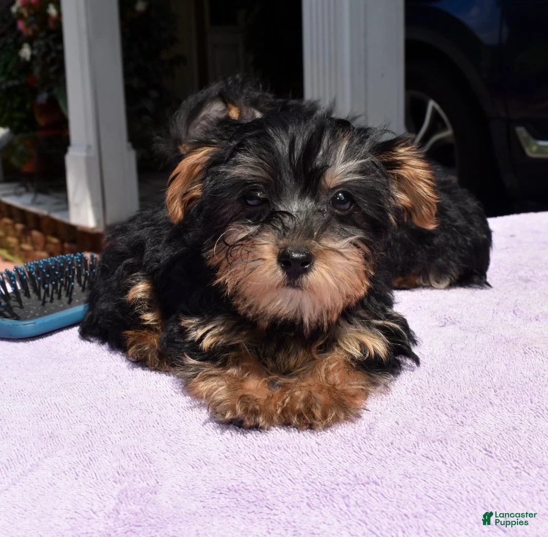 Yorkiepoo dogs for sale: Sapphire  - Ad 5