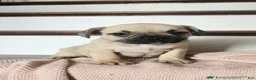 French Bulldog dogs for sale: Dallas - Ad 5