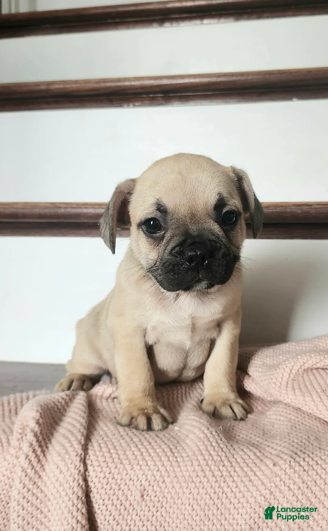 French Bulldog dogs for sale: Dallas - Ad 5