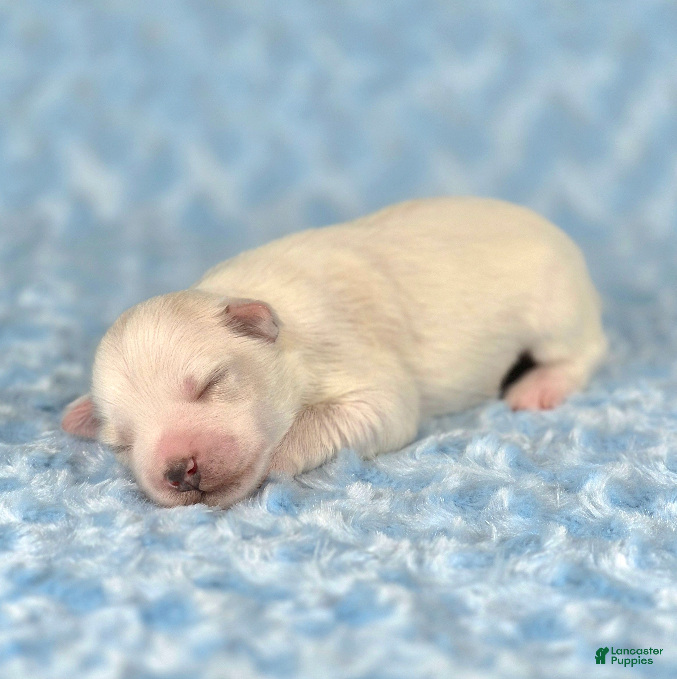 Miniature Schnauzer dogs Winston - Ad 2