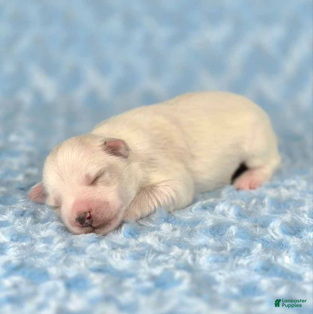 Miniature Schnauzer dogs for sale: Winston - Ad 2
