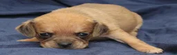 Puggle dogs for sale: Chewy - Ad 45