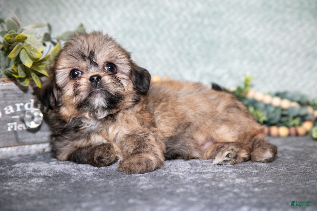 Shih Tzu dogs for sale: Benny - Ad 3